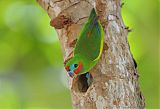 Double-eyed Fig-Parrotborder=